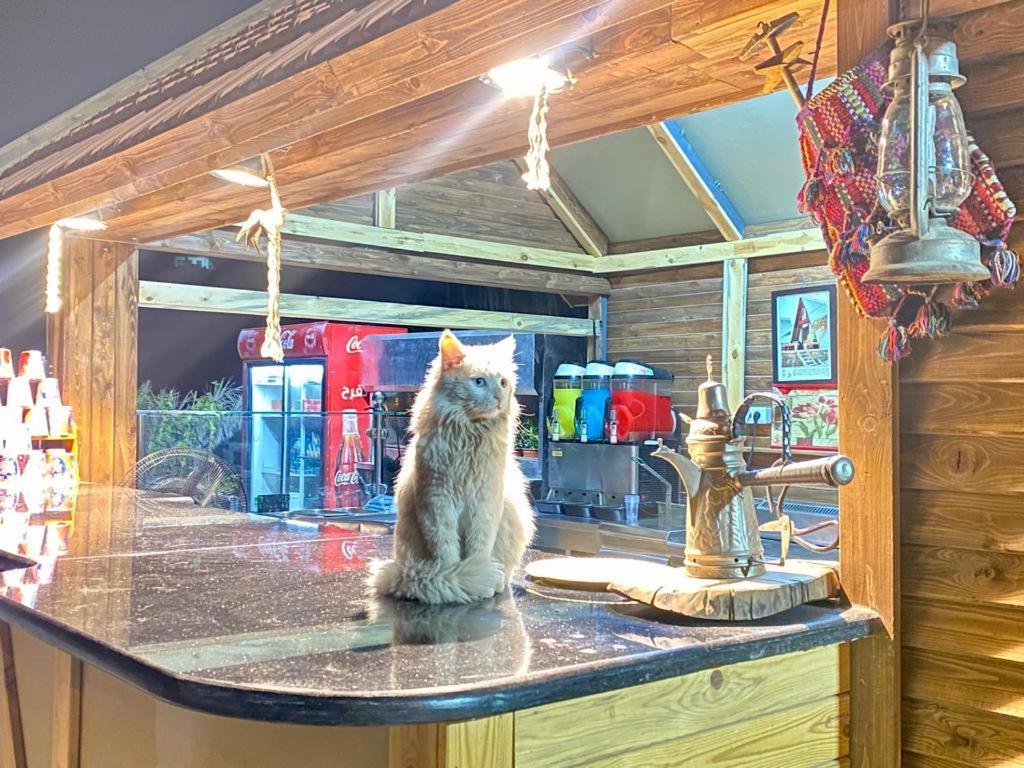 Wadi Al-Hassa Camp Hotell Khawkhah Eksteriør bilde