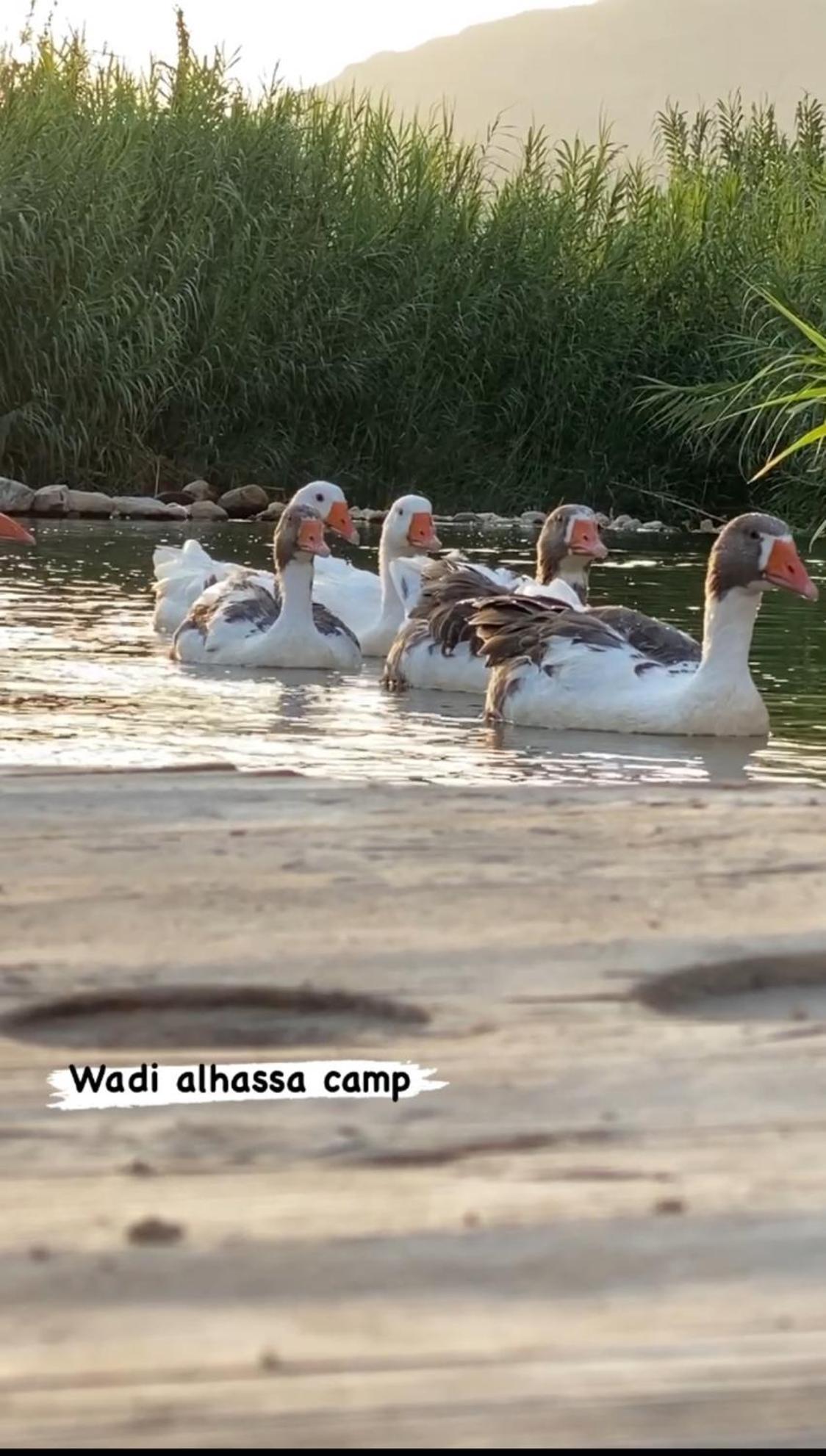 Wadi Al-Hassa Camp Hotell Khawkhah Eksteriør bilde
